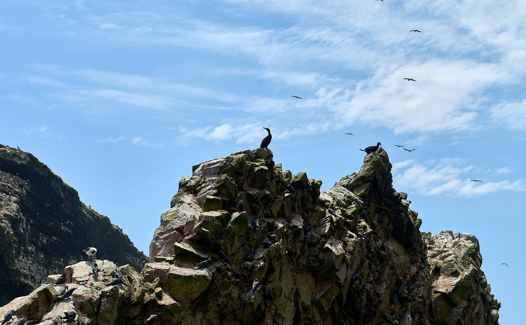 20200304 186 [페루] 바예스타섬